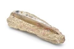 Hakiki Doğal Belemnit Fosili Kaya Parçası 648 Gram