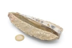 Hakiki Doğal Belemnit Fosili Kaya Parçası 648 Gram