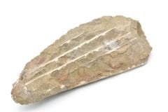 Hakiki Doğal Belemnit Fosili Kaya Parçası 648 Gram