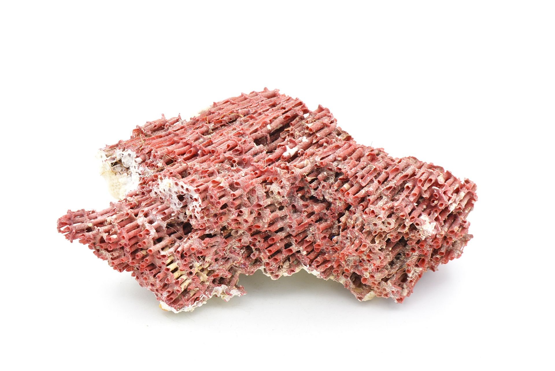 Hakiki Doğal Kırmızı Mercan Kaya Parçası 96 Gram